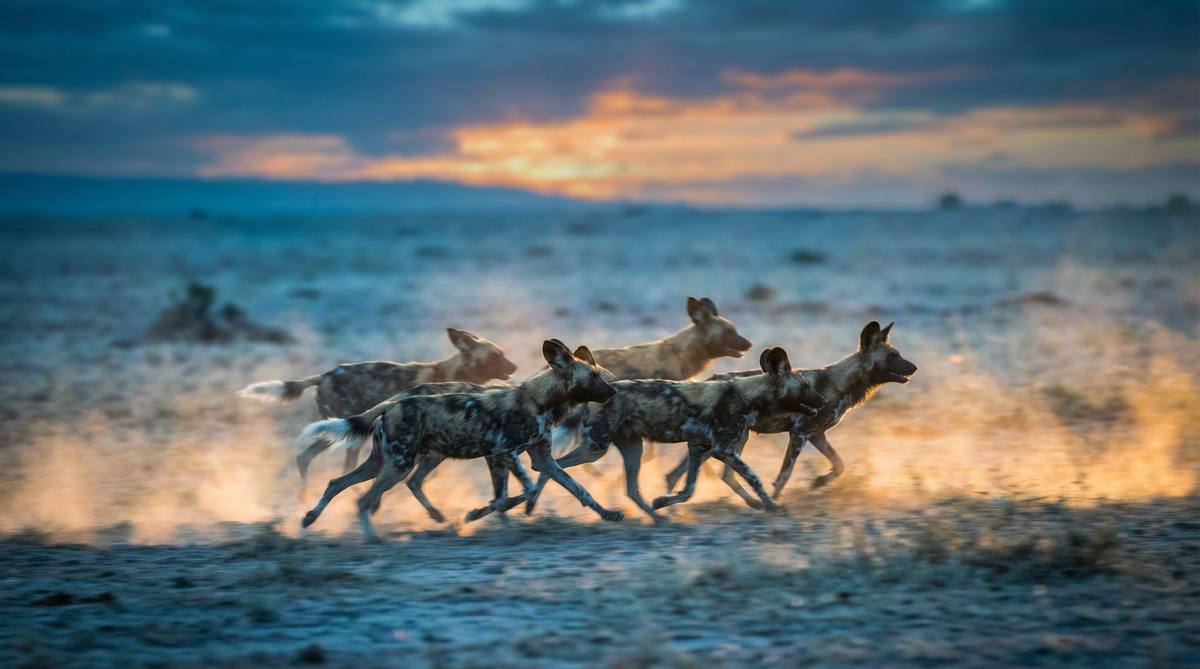 看片非洲野生动物视频